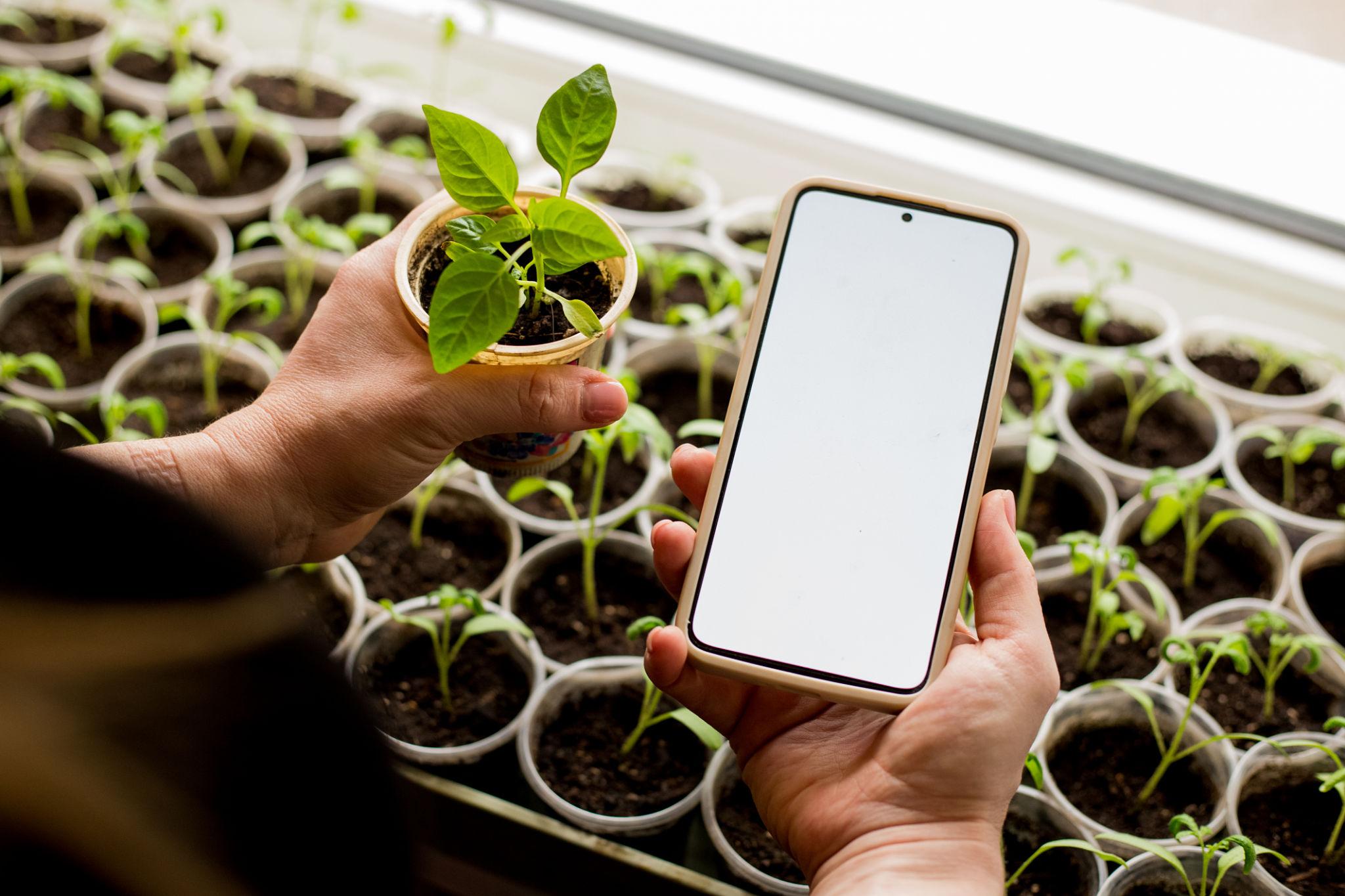 Hand holding a smartphone over seedlings